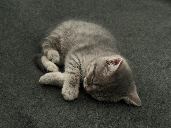 Litière lapin: guide pour un habitat sain et propre