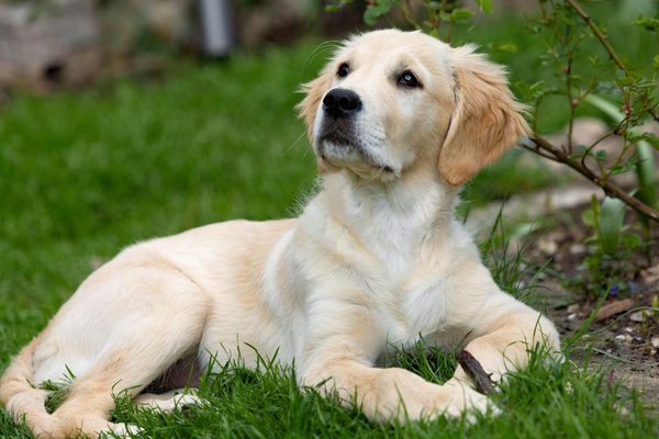 Les meilleurs accessoires pour chiens en 2023