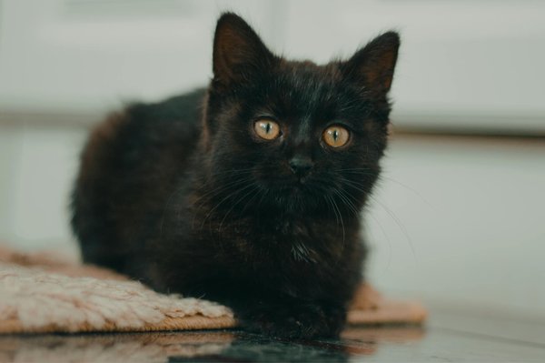 Friandise naturelle pour chien – truffe délice, le choix parfait