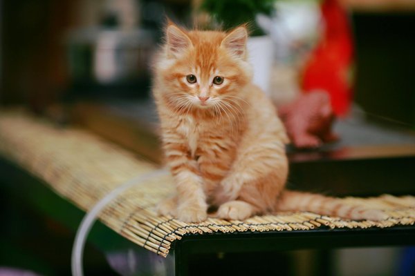 Comment les renards adaptent-ils leurs techniques de chasse en milieu urbain ?