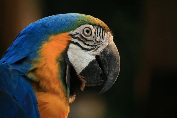 Croquettes originelle: protéines pures pour chiens