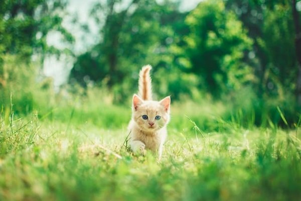 Comment préparer un chat domestique à la cohabitation avec un nouveau chaton ?