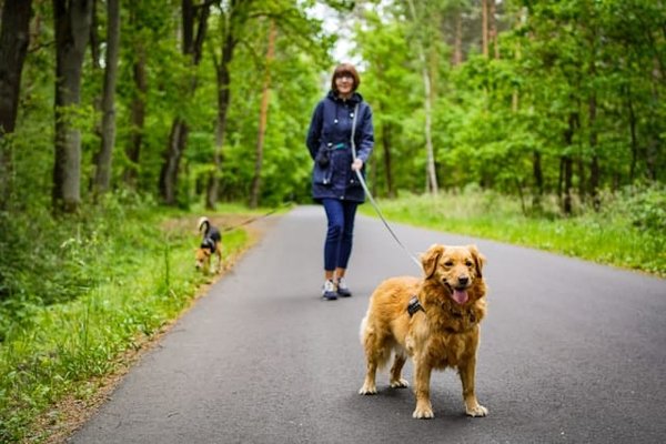 Comment gérer un chien de race Chien de Montagne des Pyrénées qui garde excessivement son territoire?