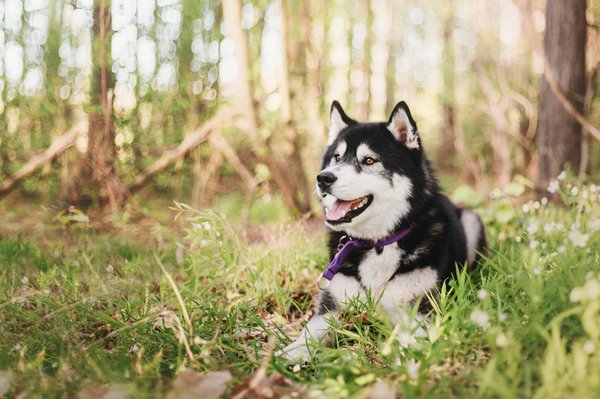 Le meilleur harnais pour husky : guide complet pour choisir